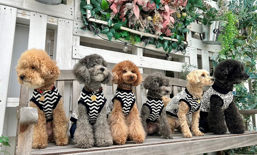 イベント出店 tokotoko