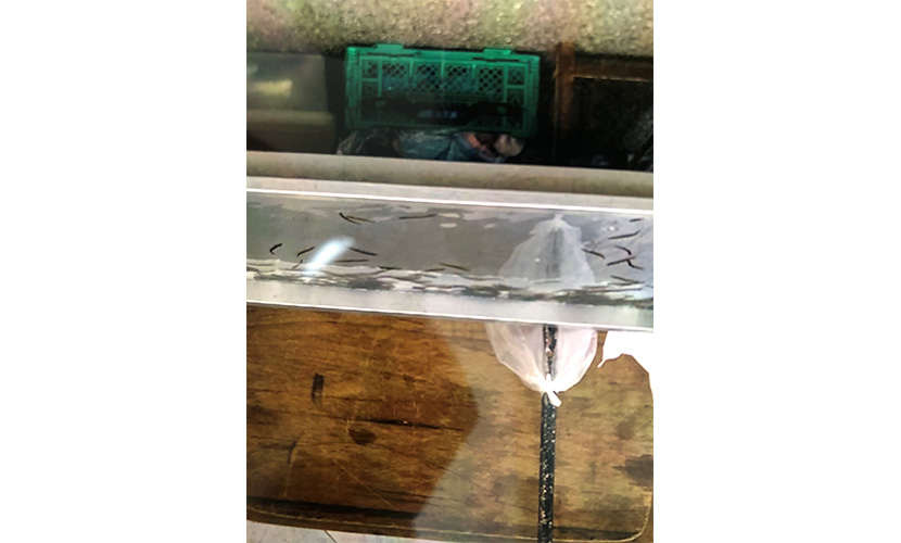 イベント出店 ikishoutenn